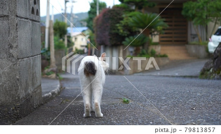 ジャパニーズボブテイル日本猫のお散歩 ジャパニーズボブテイル日本猫のお散歩 79813857