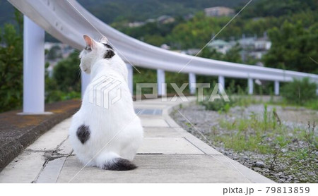 ジャパニーズボブテイル日本猫のゆきちゃんの夕涼み ジャパニーズボブテイル日本猫のゆきちゃんの夕涼み 79813859