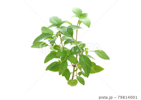 ドイツ産の新種のバジル　アジャカ 79814001