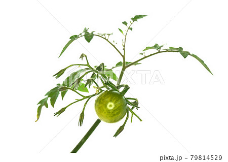 枝から生えてるミニキャロル 79814529