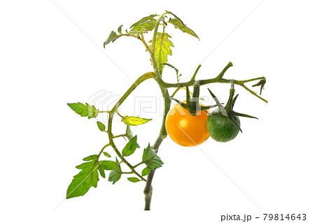 枝から生えてるスィートミニイエロー 79814643