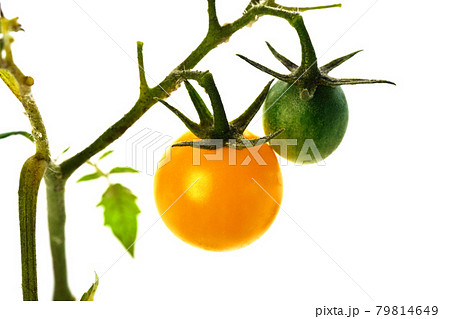 枝から生えてるスィートミニイエロー 枝から生えてるスィートミニイエロー 79814649