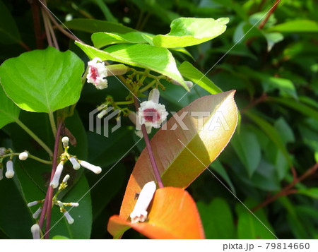 ヘクソカズラ 79814660