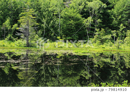 夏の乗鞍高原　牛留池 79814910
