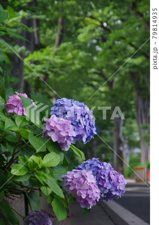 参道に咲く紫陽花 参道に咲く紫陽花 79814935