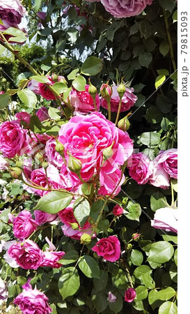 バラの花 79815093