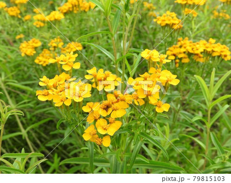 ミントマリーゴールド 79815103