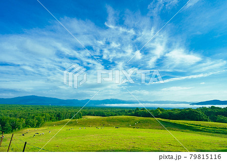 軽井沢 浅間山近郊 自然 快晴の青空風景素材 軽井沢 浅間山近郊 自然 快晴の青空風景素材 79815116