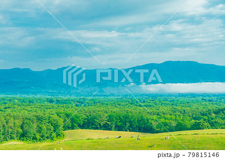 軽井沢 浅間山近郊 自然 快晴の青空風景素材 軽井沢 浅間山近郊 自然 快晴の青空風景素材 79815146