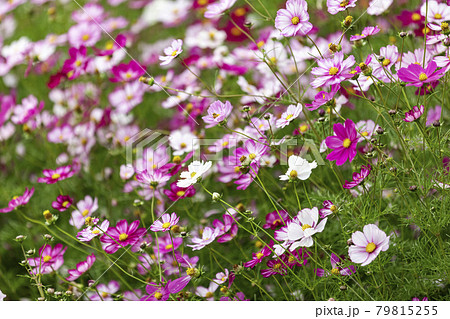 満開に咲く秋の花コスモス 79815255