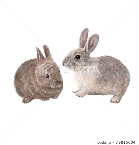 バニー うさぎ 子うさぎ 79815604