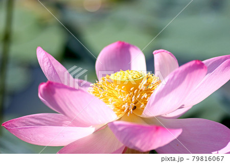 中尊寺蓮02 79816067