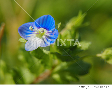 荒川河川敷のオオイヌノフグリ 79816747