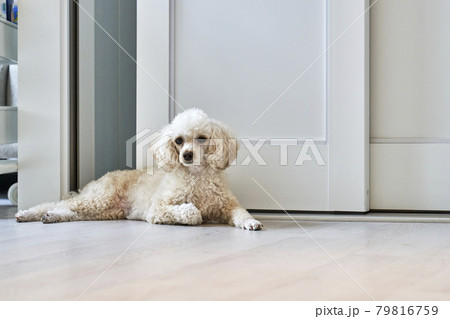 犬 本 ドア 79816759