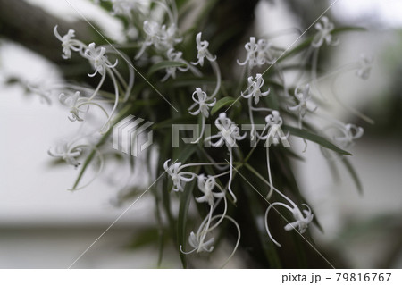 風蘭の花 風蘭の花 79816767