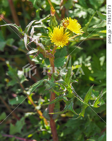 荒川河川敷に咲くオニノゲシ 荒川河川敷に咲くオニノゲシ 79817073