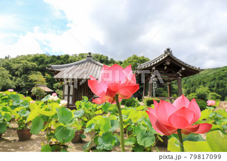 青蓮寺の鉢植えのハス 79817099