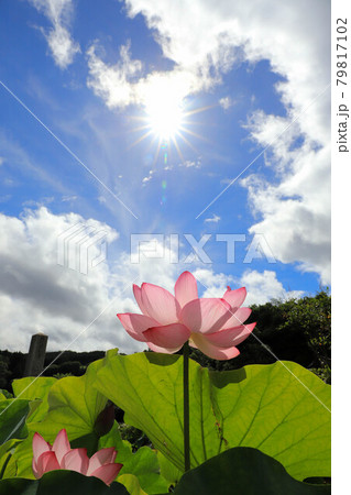 青蓮寺の鉢植えのハス 79817102