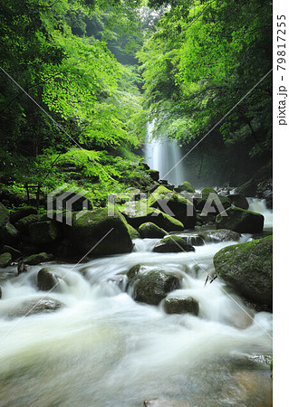 伊賀市の白藤の滝 79817255