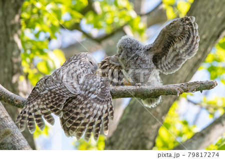 お母さんに甘えるエゾフクロウの子供 79817274