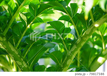 Green leaves of amorphophallus konjac. Green leaves of amorphophallus konjac. 79817386