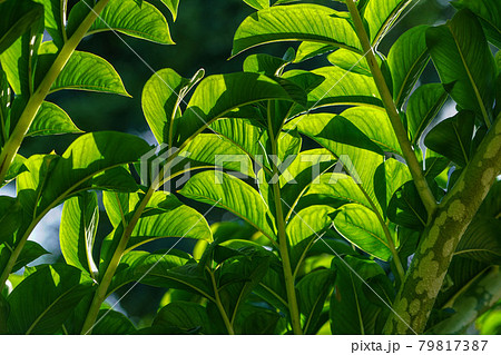 Green leaves of amorphophallus konjac. Green leaves of amorphophallus konjac. 79817387