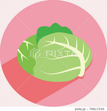 キャベツのイラスト 有機野菜ベジタリアン Illustration of cabbage organ キャベツのイラスト 有機野菜ベジタリアン Illustration of cabbage organ 79817430