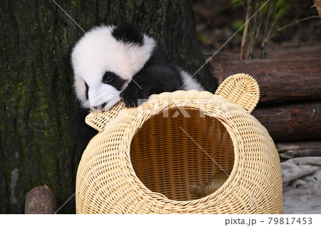 籐の家の耳を嚙む赤ちゃん灰色パンダ 79817453