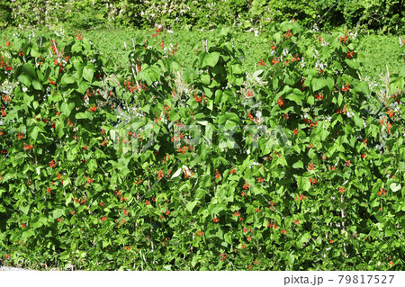 夏の北海道厚沢部町で花が満開の花豆畑の風景を撮影 79817527