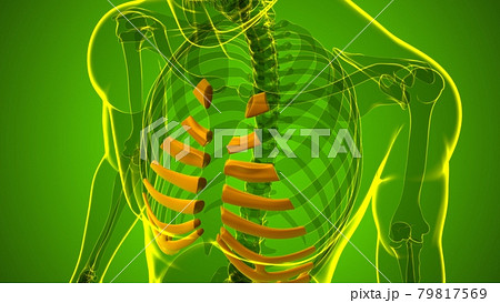 Human skeleton anatomy Costal Cartilage 3D Rendering Human skeleton anatomy Costal Cartilage 3D Rendering 79817569
