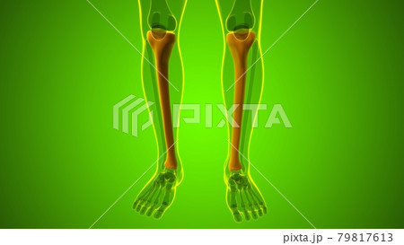 Human skeleton anatomy Tibia Bone 3D Rendering Human skeleton anatomy Tibia Bone 3D Rendering 79817613