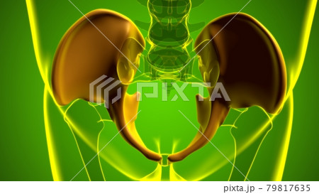 Human Skeleton Hip or Pelvic bone Anatomy For Medical Concept Human Skeleton Hip or Pelvic bone Anatomy For Medical Concept 79817635