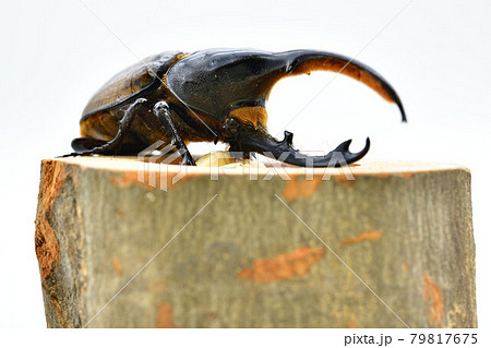 ヘラクレス リッキー ヘラクレス リッキー 79817675