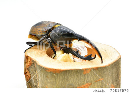 ヘラクレス リッキー ヘラクレス リッキー 79817676