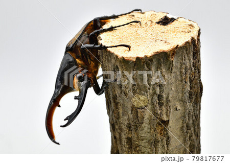 ヘラクレス リッキー ヘラクレス リッキー 79817677