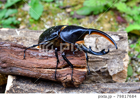 ヘラクレス　リッキー 79817684