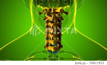 Human Skeleton Vertebral Column Cervical Vertebrae Anatomy 3D Human Skeleton Vertebral Column Cervical Vertebrae Anatomy 3D 79817952