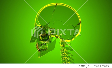 Human Teeth Canine Anatomy 3D Illustration Human Teeth Canine Anatomy 3D Illustration 79817985