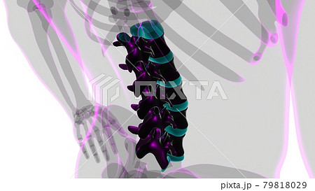 Human Skeleton Vertebral Column Lumbar Vertebrae Anatomy Human Skeleton Vertebral Column Lumbar Vertebrae Anatomy 79818029