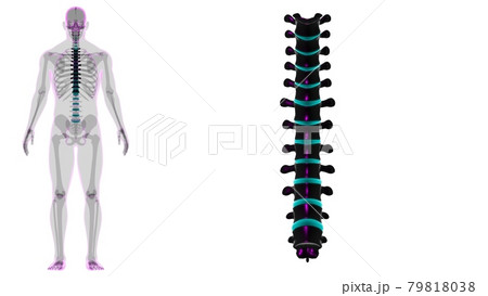 Human Skeleton Vertebral Column Thoracic Vertebrae Anatomy 79818038