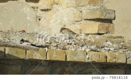 Passer domesticus Passer domesticus 79818116