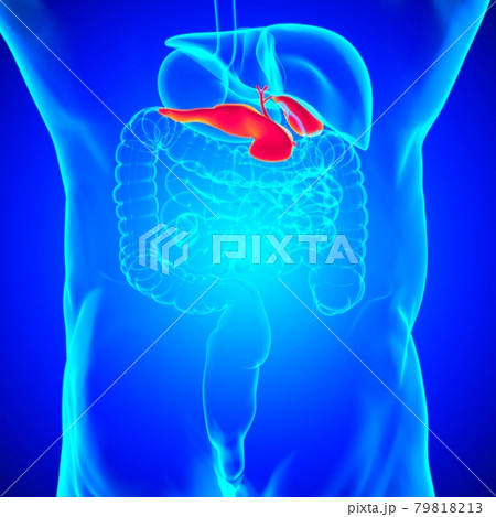 Gall Bladder Human Digestive System Anatomy For Medical Concept 3D 79818213