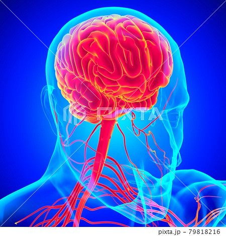 Human Brain Anatomy For Medical Concept 3D Rendering 79818216