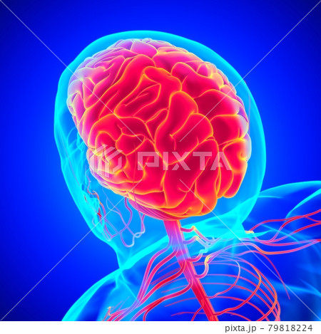 Human Brain Anatomy For Medical Concept 3D 79818224