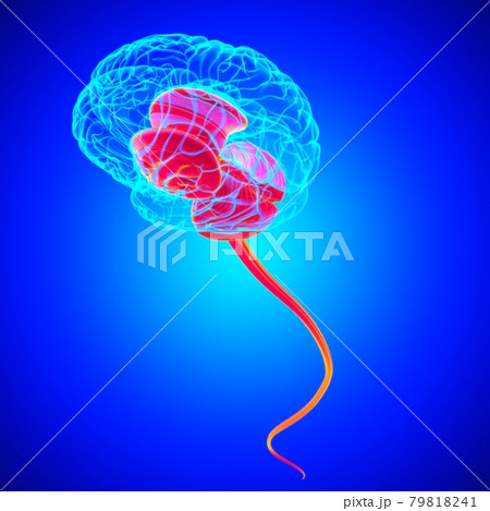 Human Brain inner parts Anatomy For Medical Concept 3D 79818241