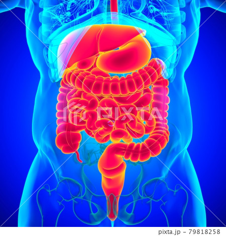 Human Digestive System Anatomy For Medical Concept 3D 79818258