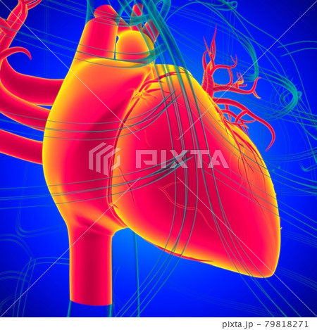 Human Heart Anatomy For Medical Concept 3D Rendering Human Heart Anatomy For Medical Concept 3D Rendering 79818271