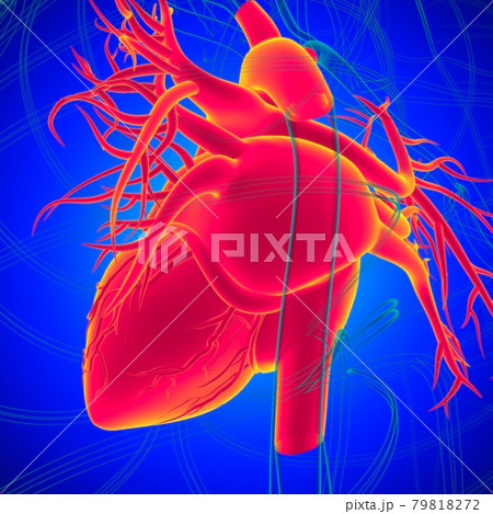 Human Heart Anatomy For Medical Concept 3D Rendering Human Heart Anatomy For Medical Concept 3D Rendering 79818272