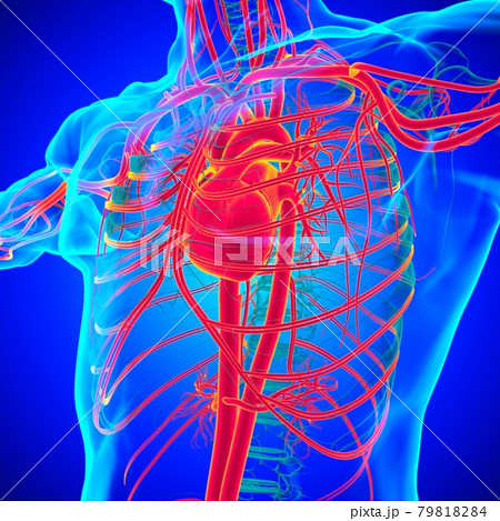 Human Heart With Circulatory System Anatomy For Medical Concept 3D Rendering Human Heart With Circulatory System Anatomy For Medical Concept 3D Rendering 79818284