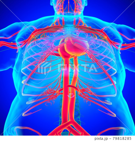 Human Heart With Circulatory System Anatomy For Medical Concept 3D 79818285